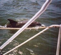 porpoise2a porpoise2a