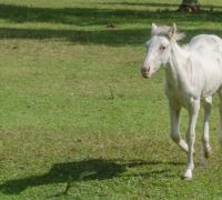 wild colt cumberland island october 18 wild colt cumberland island october 18