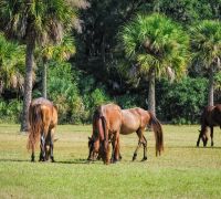 wild horses 1 dungeness cumberland island october 18 wild horses 1 dungeness cumberland island october 18