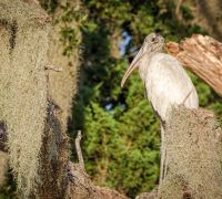 wood stork cumberland island october 17 wood stork cumberland island october 17