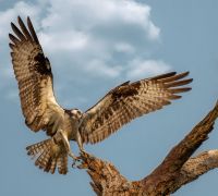  tm28867 enhanced nr edit edit