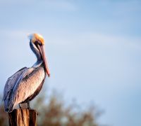 brown pelican