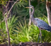 heron