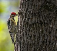 pileated