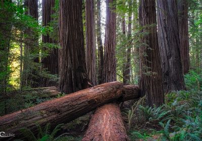 California Redwoods