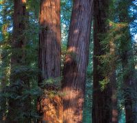 20250923 redwoods sharpened