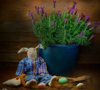 easter lavender0062 easter lavender0062