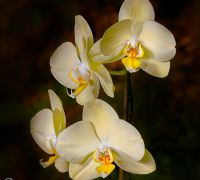 stilllife orchid 2 capture stilllife orchid 2 capture