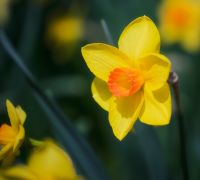 20250319 z8 gibbs garden openwith