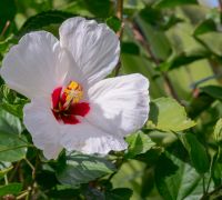 20251203 stkitts edit